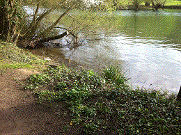 Peg 35 Pictures